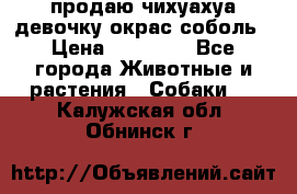продаю чихуахуа девочку,окрас соболь › Цена ­ 25 000 - Все города Животные и растения » Собаки   . Калужская обл.,Обнинск г.